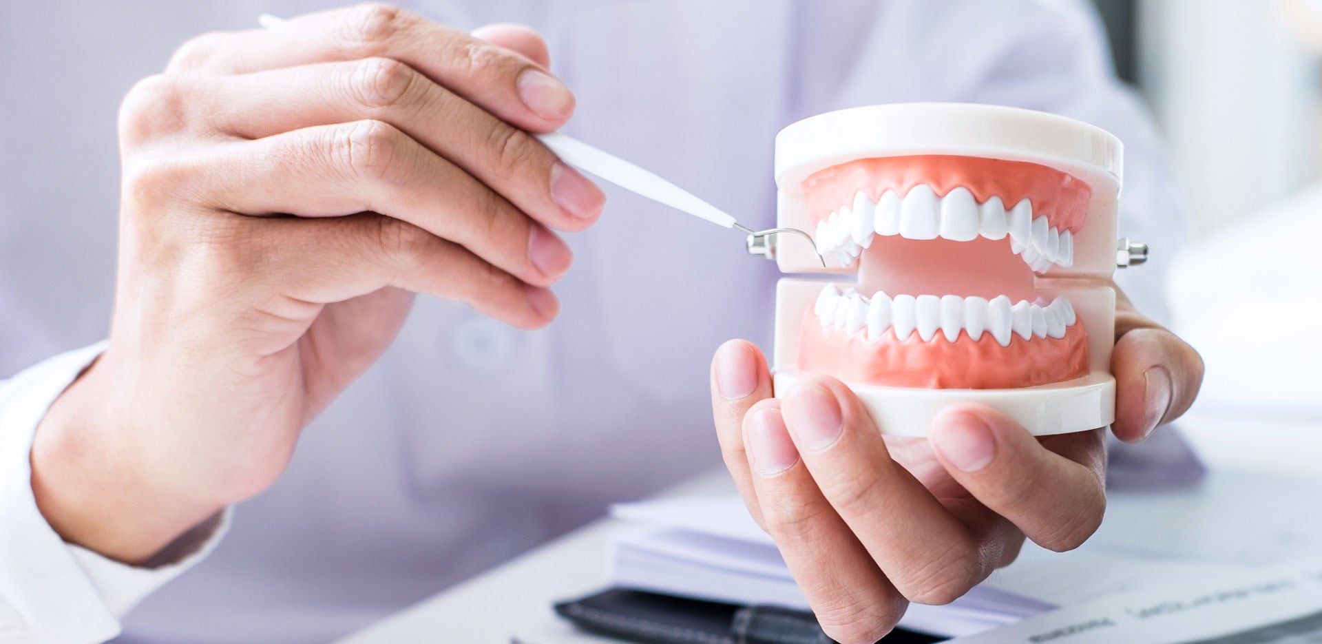 Le dentiste tient la mâchoire du modèle de dents et nettoie les dents avec un instrument dentaire